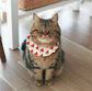 Torajiro the Cat and Crocheted Accessories (Lady Boutique Series) (2025)