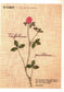 Embroidery Patterns 220 stitches + Elegant Floral and Letter Embroidery Patterns (2014) (CHINESE)