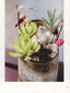 Super Cute Succulent Garden Made from Clay (2015) (CHINESE)