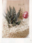 Super Cute Succulent Garden Made from Clay (2015) (CHINESE)