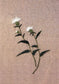 Korean Style Flower and Grass Embroidery - 50 Kinds of Flowers Embroidery (2015) (CHINESE)
