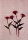 Korean Style Flower and Grass Embroidery - 50 Kinds of Flowers Embroidery (2015) (CHINESE)