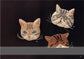 Various Cats Embroidery and Felt by Ahoy Embroidery (2020)