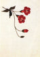 Korean Style Flower and Grass Embroidery - 50 Kinds of Flowers Embroidery (2015) (CHINESE)