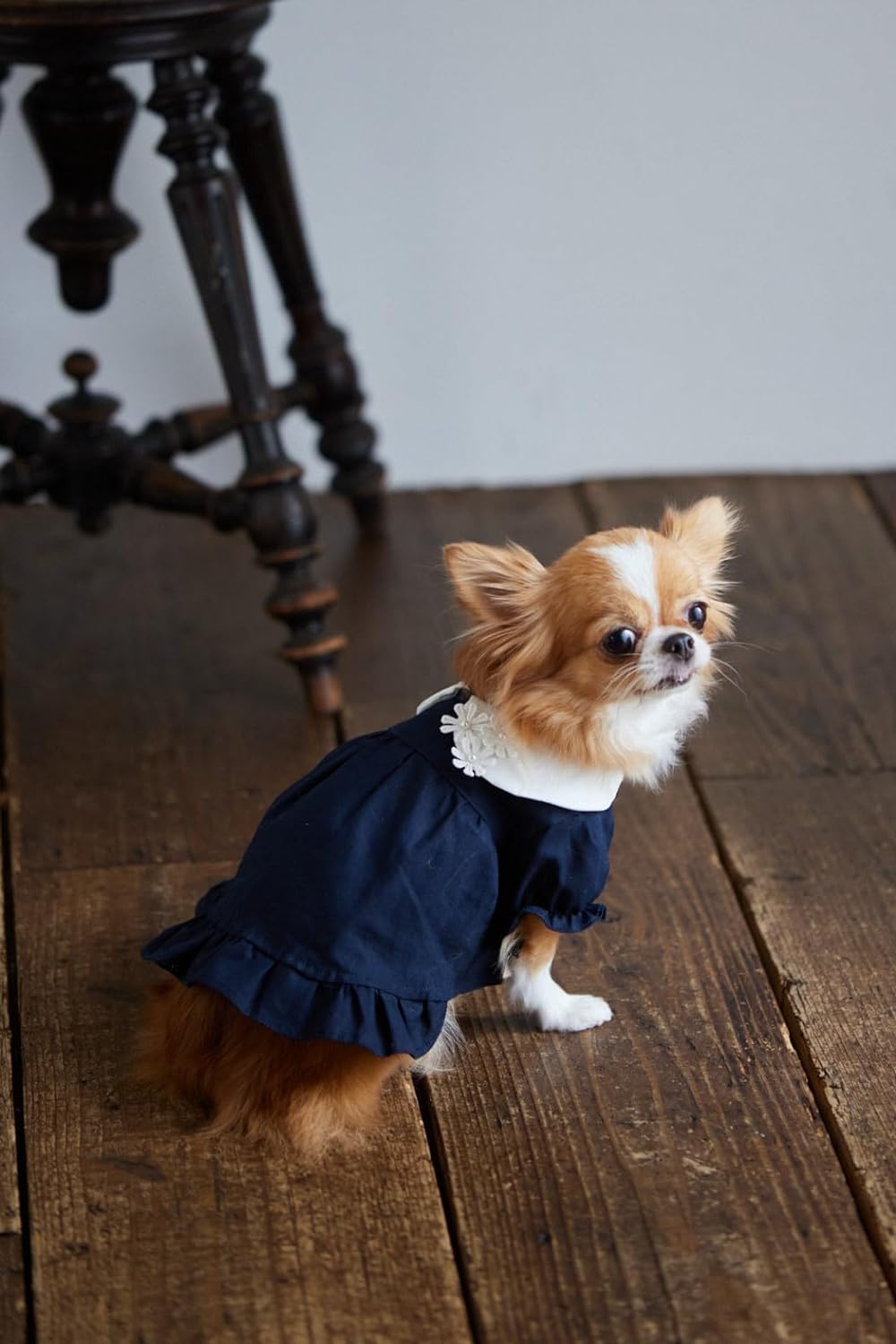 Cute Dog Clothes for Small Dogs by Suzuki Rina (2014)