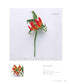 Knitting with ECO VITA - Crochet Elegant Flower Illustrated Book (applemints) (2024)