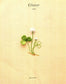Sachiko Morimoto's 3D Floral Embroidery (2014) (CHINESE)