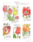 Popular Picture Letter Example 500-Flowers, Vegetables, Fruits, Animals, Saijiki